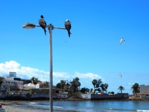 Aves eb el Malecón de Mazatlán
