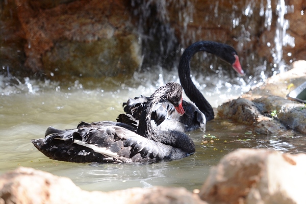 Dos Cisnes Negros en Acuario Mazatlán 2016