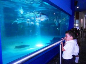Acuario Mazatl&aacute;n Atracci&oacute;n y Conciencia Ambiental