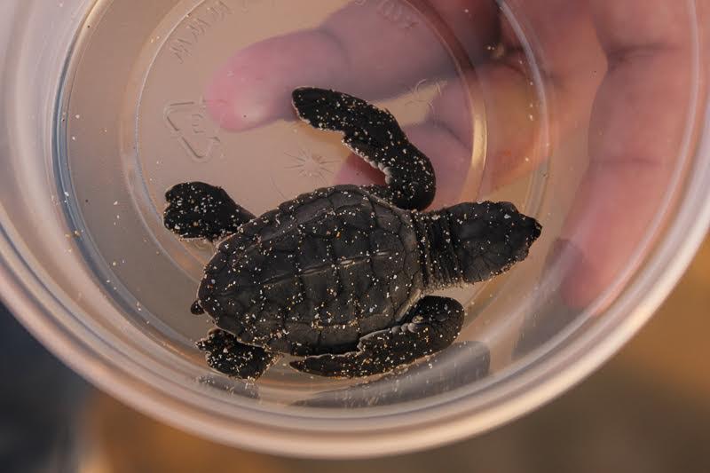 programa-anidacion-tortuga-marina-1