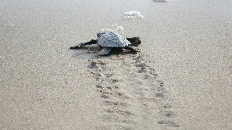 programa-anidacion-tortuga-marina-2
