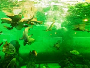 XXXVI Aniversario Acuario Mazatl&aacute;n 2016
