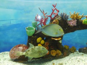 XXXVI Aniversario Acuario Mazatlán 2016