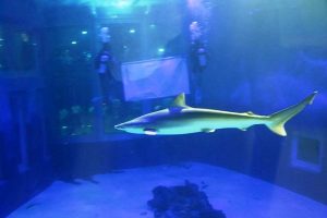 Inauguración Tiburonario Acuario Mazatlán 2016