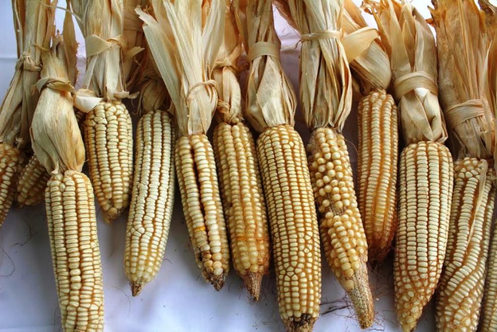 San Ignacio fue sede de la segunda feria del maíz criollo en el sur de Sinaloa