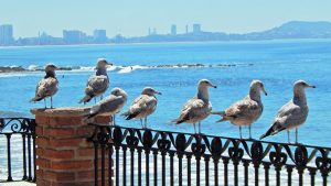 Se realiza Foro sobre Turismo Sustentable en UdeO Campus Mazatlán 2017