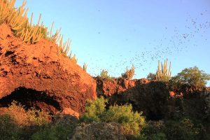 Día Mundial del Medio Ambiente 2017