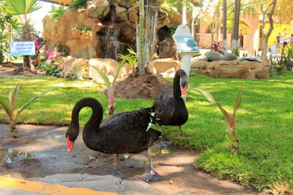 Acuario Mazatlán sigue cautivando a los turistas y