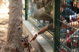 Bambina y sus Cr&iacute;as en Acuario Mazatl&aacute;n 2017 (14)
