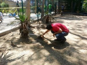 Bambina y sus Crías en Acuario Mazatlán 2017 (14)