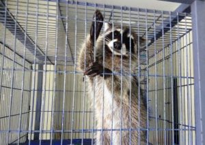 Camila una Mapache que se salv&oacute; del Holocausto de la Laguna del Camar&oacute;n en Mazatl&aacute;n 2017