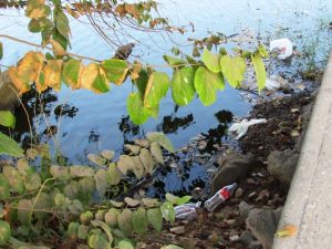 Resoluci&oacute;n parcial para salvar la Laguna del Camar&oacute;n de Mazatl&aacute;n a